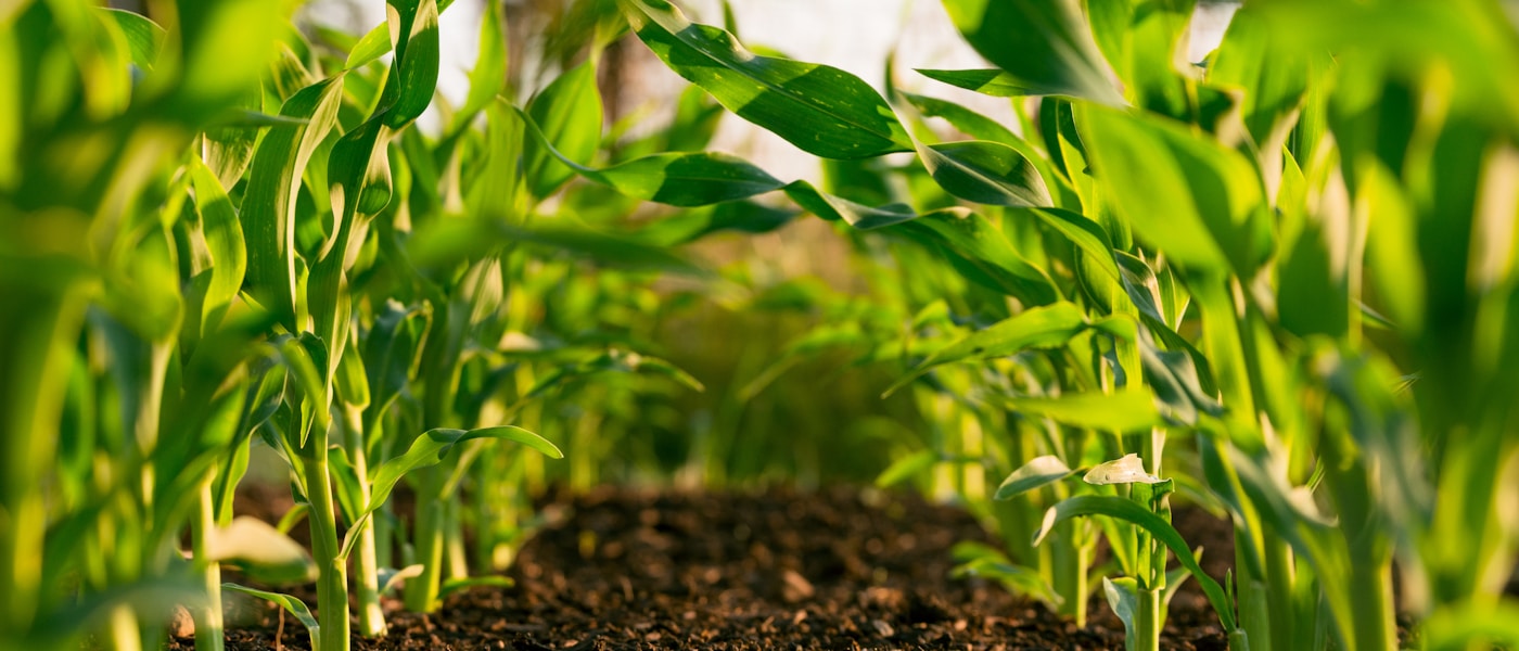 Aerial crop spraying
