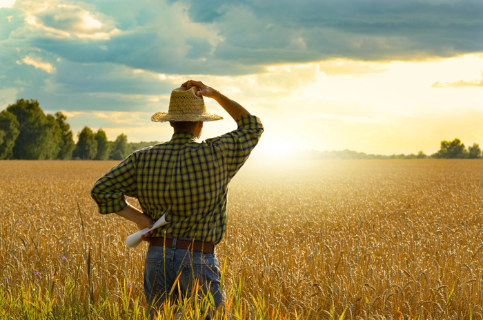 Farmer in field at sunset