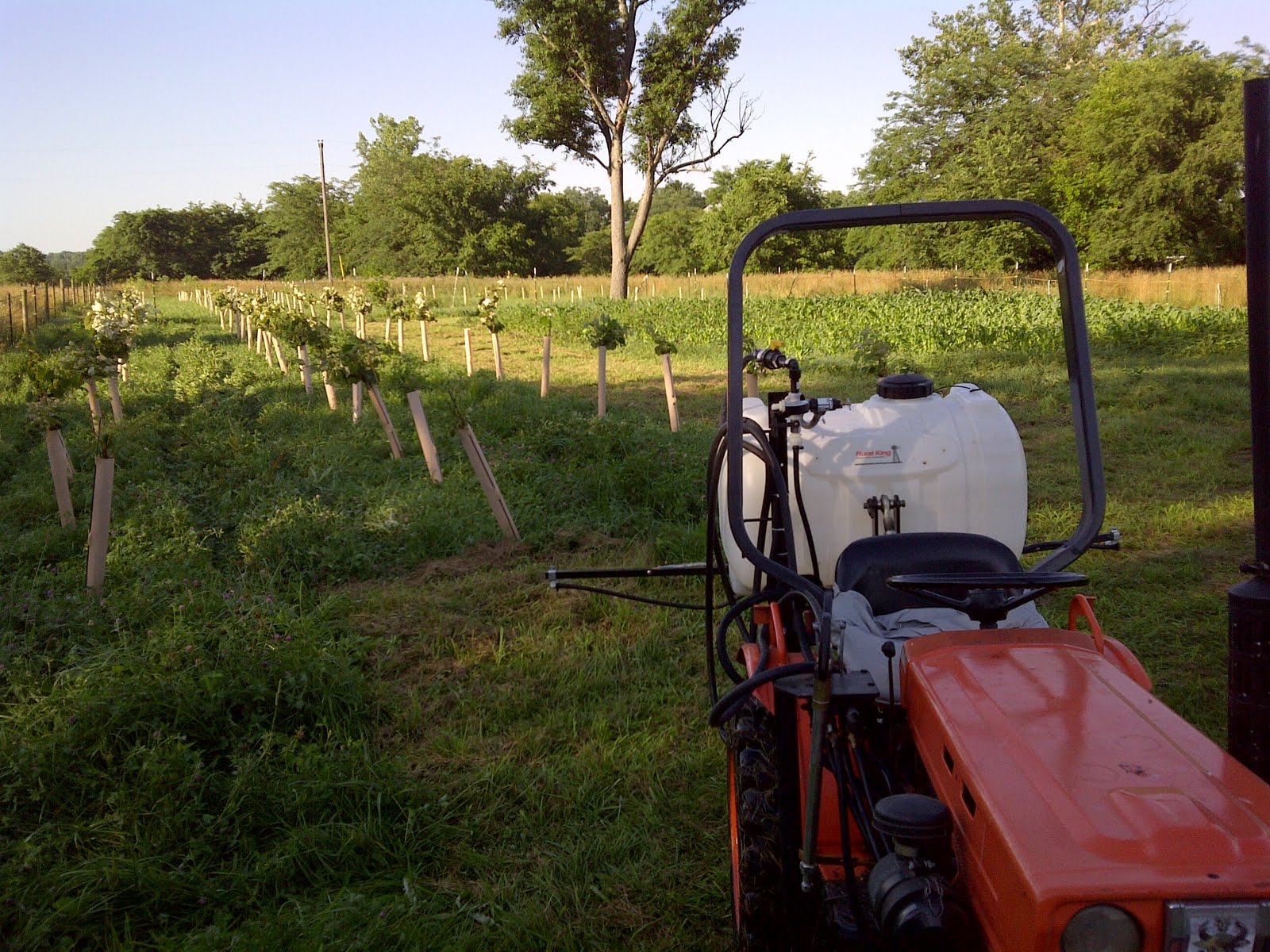 glyphosate_and_grape_vines.jpg